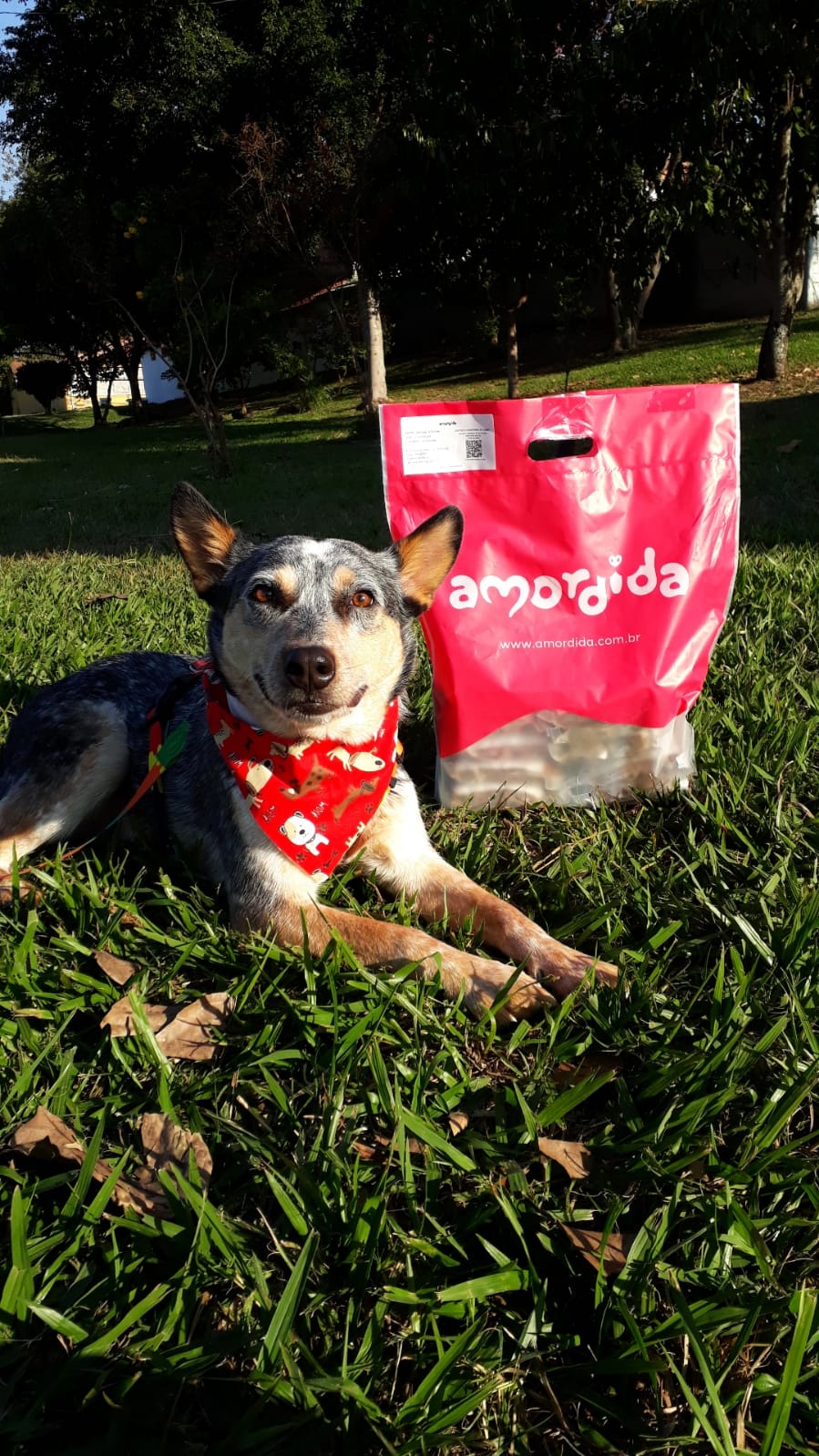 imagem de cachorrinho posando para foto