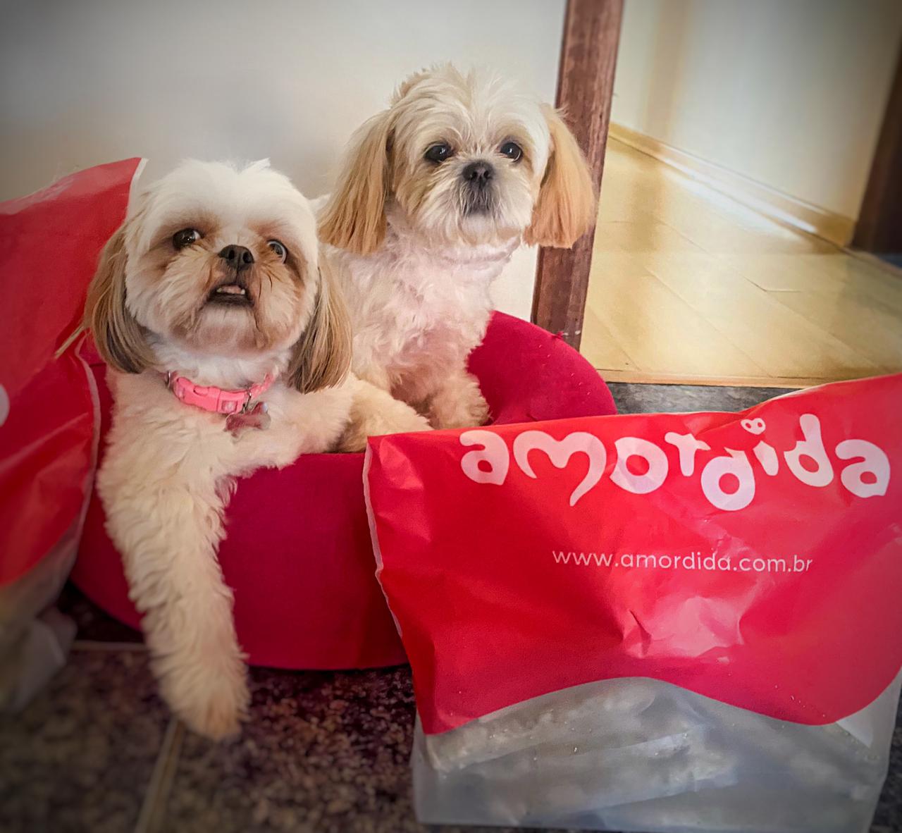 Imagem de dois cachorros felizes com amordida