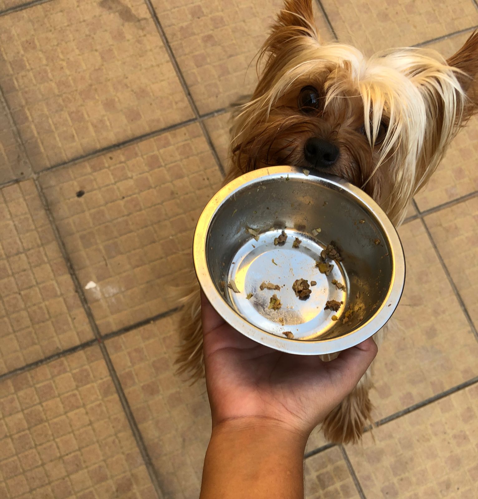 Imagem de pet com ração no potinho