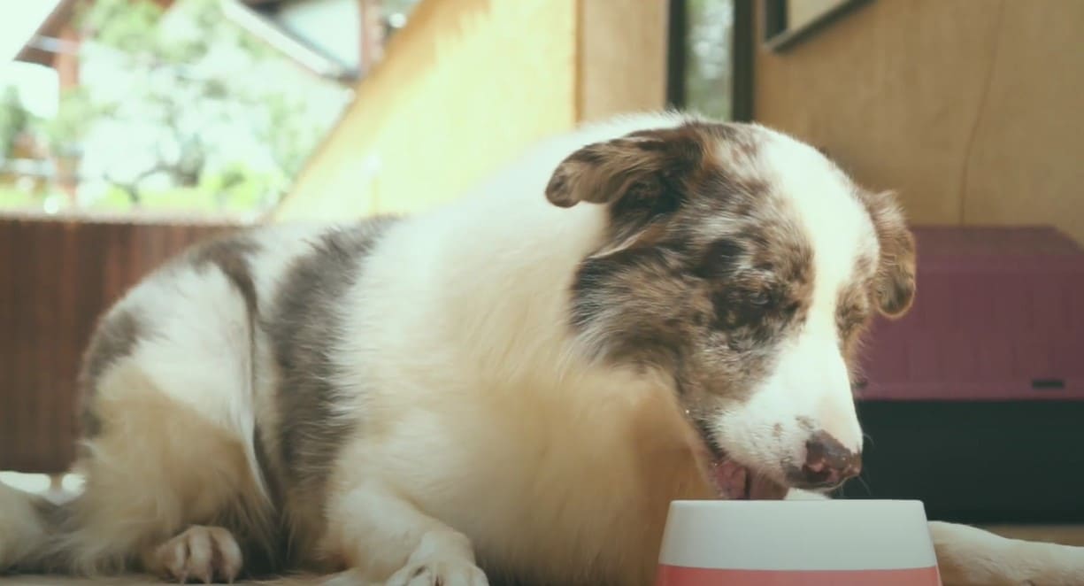 imagem de cachorrinho comendo comida da amordida