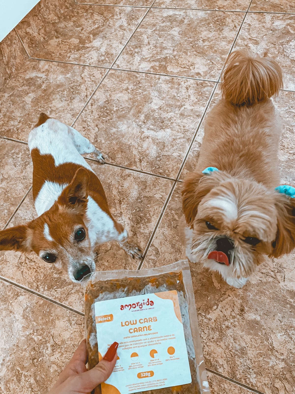 imagem de cachorro ao lado de alimentação natural personalizada